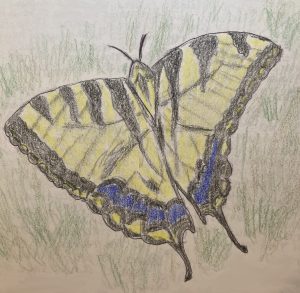 my drawing of the Eastern Tiger Swallowtail butterfly that landed on me